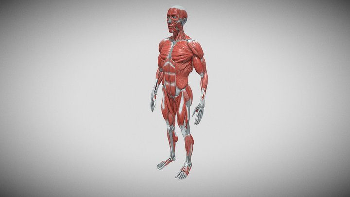 Science Project (Muscles) 3D Model