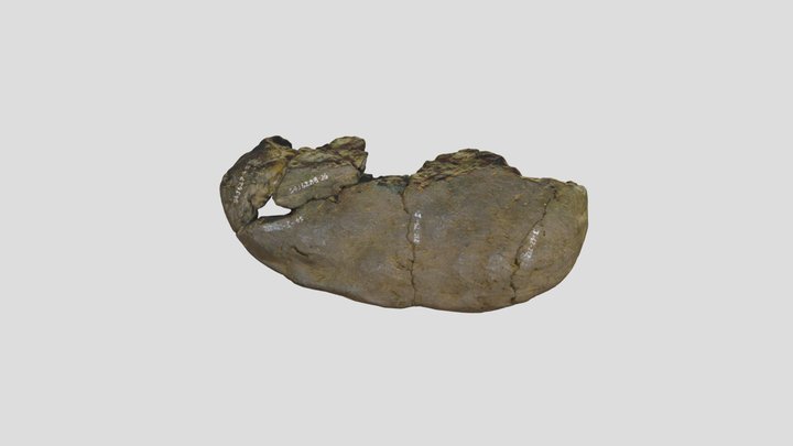 Shinmichi_8-157-417_med 3D Model