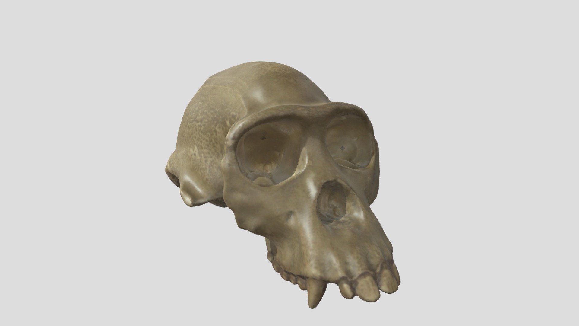 Pan paniscus femelle
