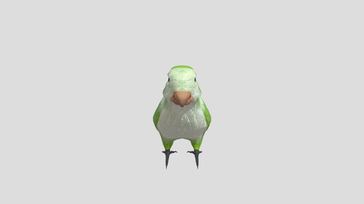 Cotorra 3D Model