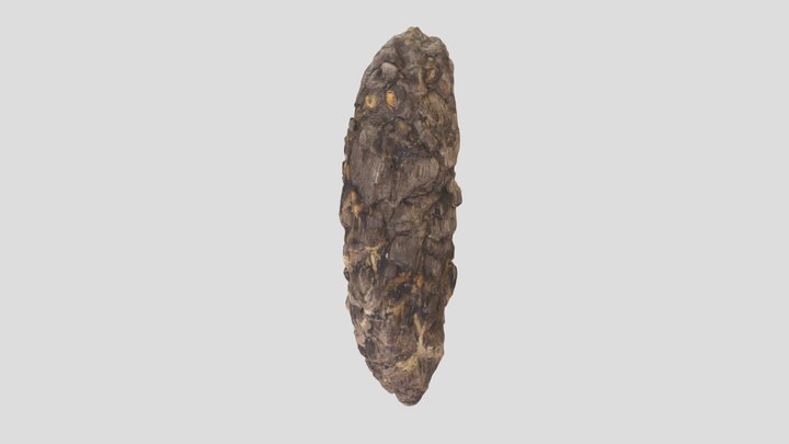 NSM024GF032.1 Fossil Cone 3D Model