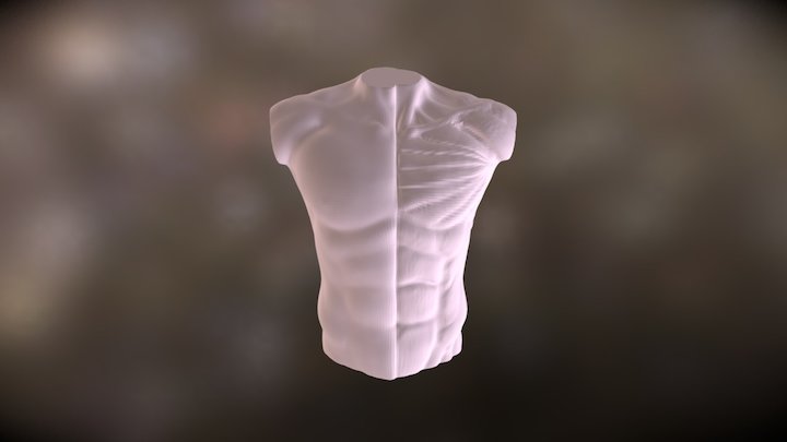 Male Bust Anatomy 3D Model