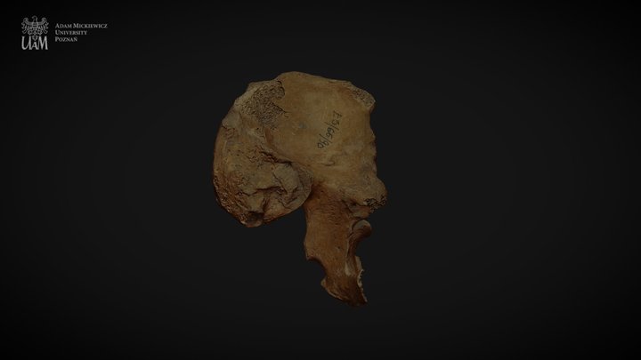 Achondroplastic dwarf - left pelvic bone 3D Model
