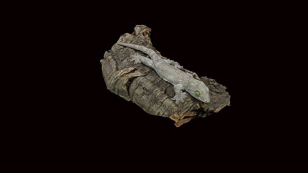 Model 7 - Gehyra gecko