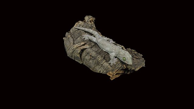 Model 7 - Gehyra Gecko