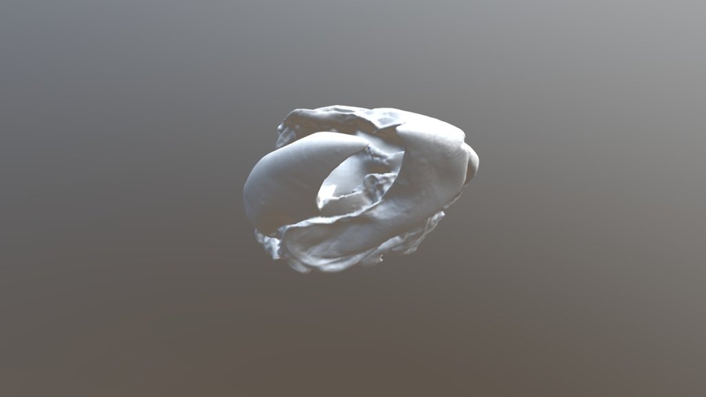 Smaller Squid Beak2