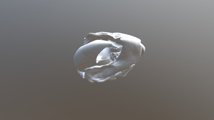 Smaller Squid Beak2 3D Model