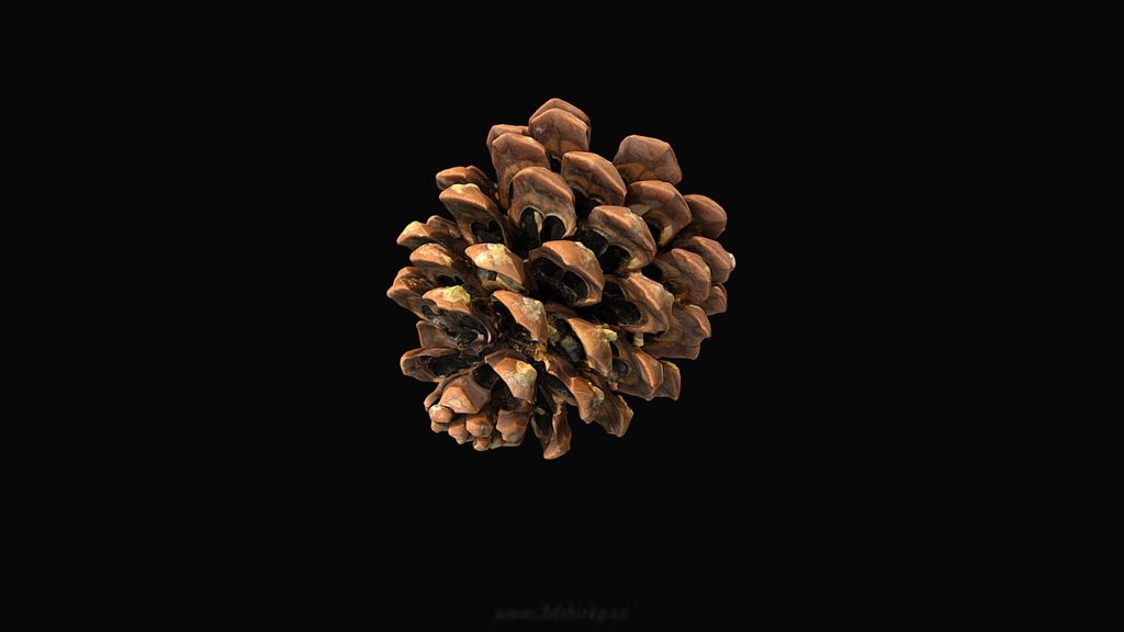 Pinus Pinea - the cone — Sketchfab embed 3D viewer