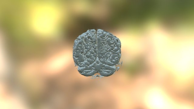 Brain 3D Model