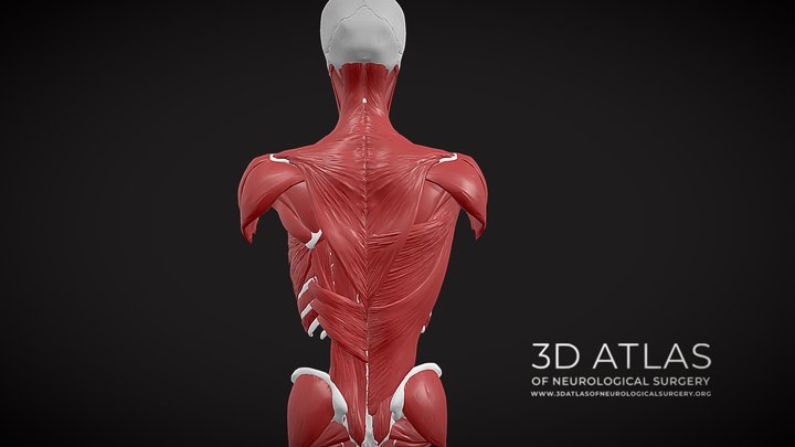 Trunk Muscles 3D Model