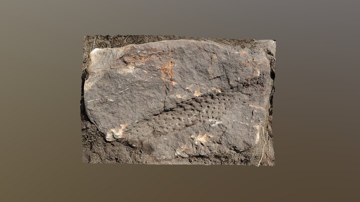 Stigmaria - imprint of fossil root in sandstone 3D Model