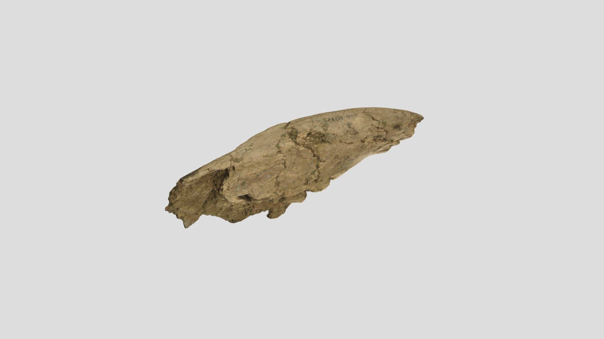 WSC13798 Paramylodon harlani dentary - Download Free 3D model by ...