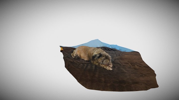 Dog(3d scan) 3D Model