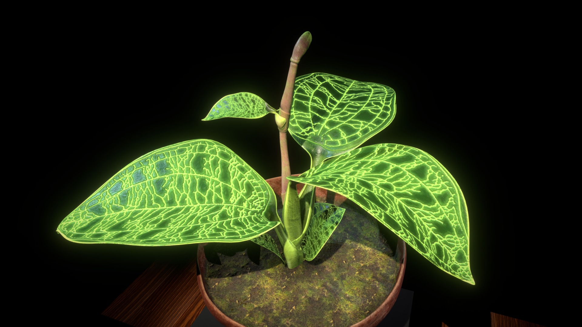3D model Indoor Plant / Macodes petola - This is a 3D model of the Indoor Plant / Macodes petola. The 3D model is about a plant with leaves.