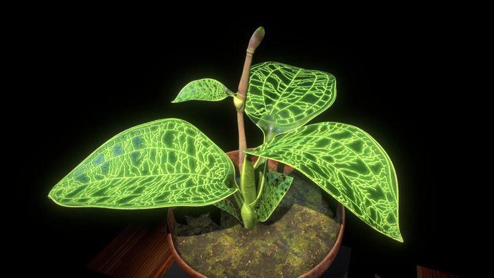 Indoor Plant / Macodes petola 3D Model