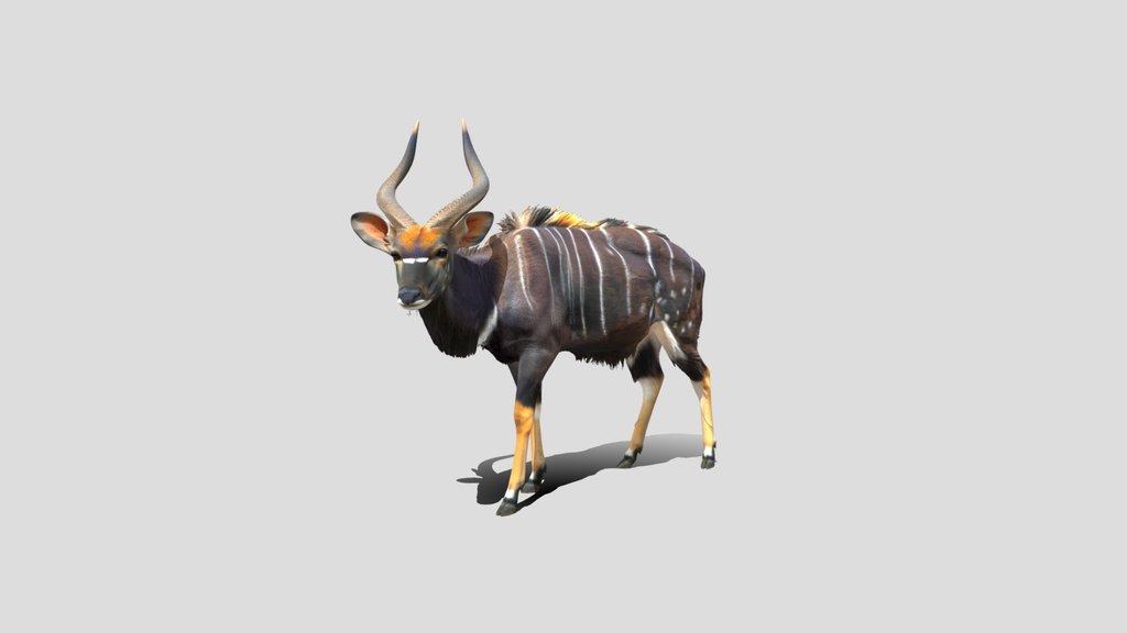 Striped Nyala
