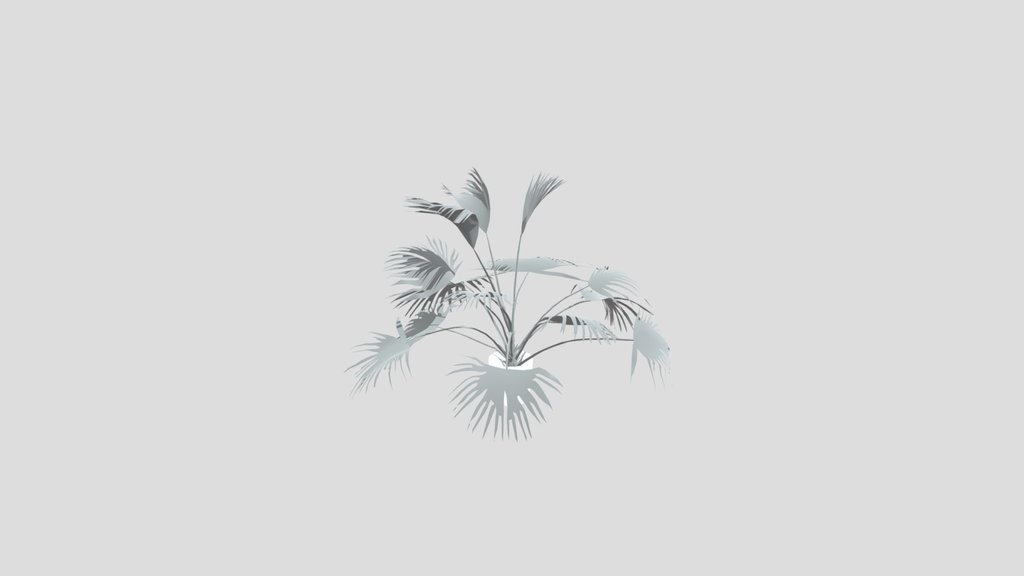 Chinese Palm Juv Plant Potted