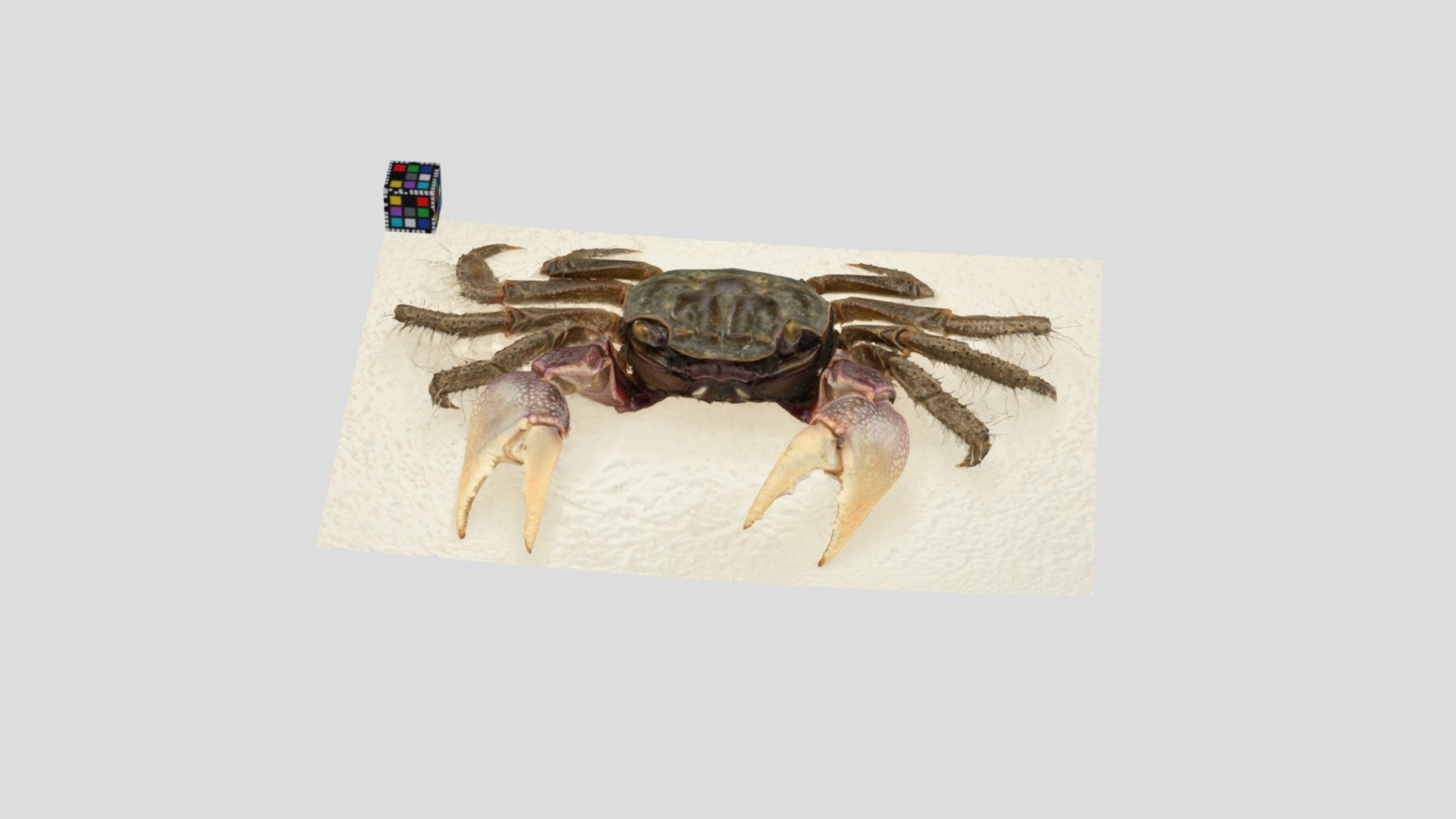 クロベンケイガニ オス Chiromantes dehaani