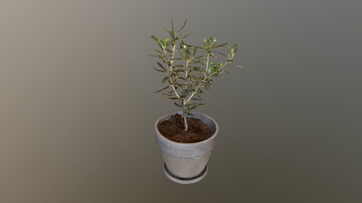 Olive Tree - Home Plant 3D Model