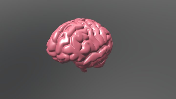 Cérebro 3D Model