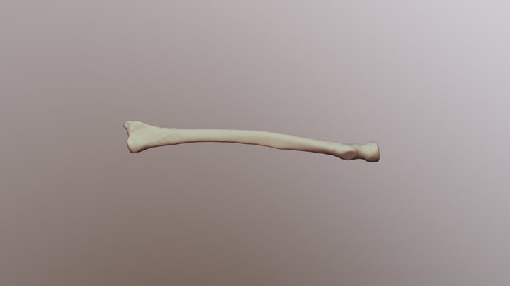 Human Radius 3D Model