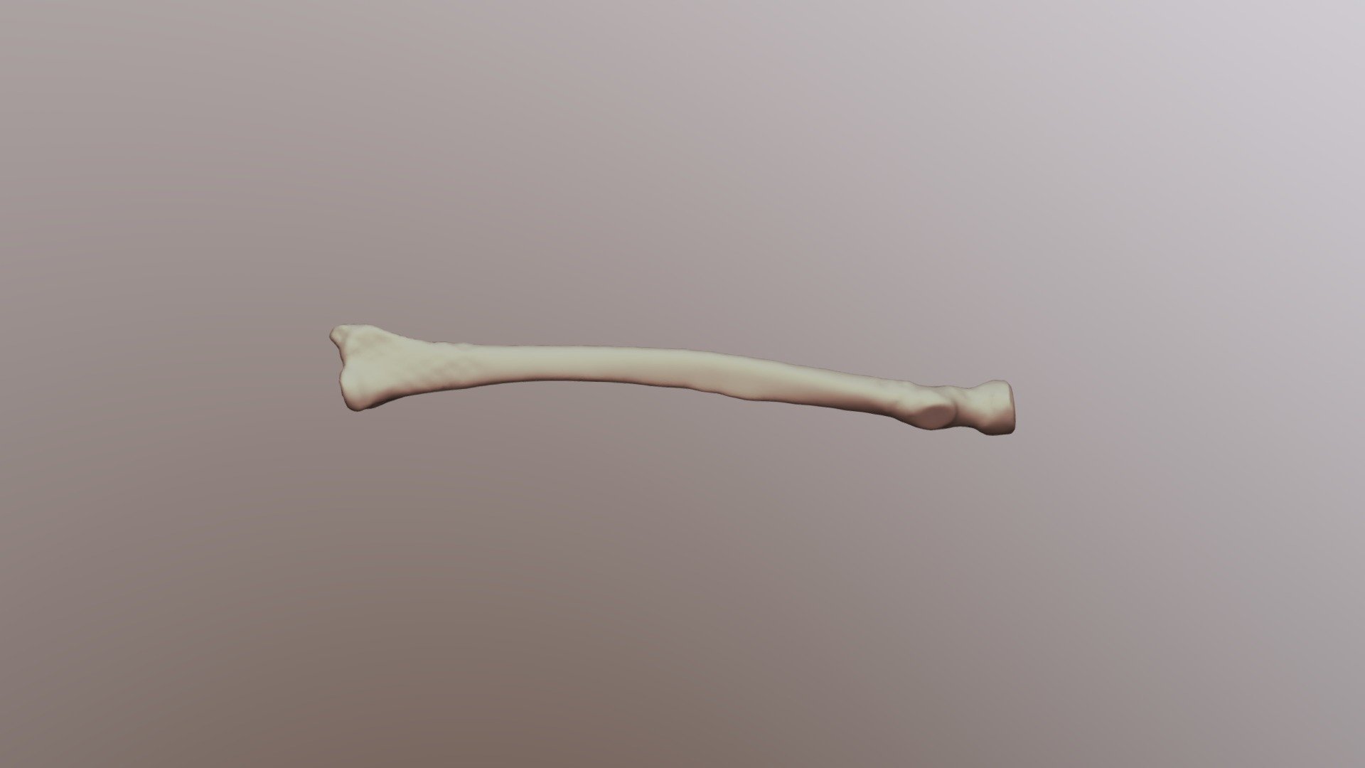 Human Radius - 3D model by OU Libraries (@libedge) [41eb8be] - Sketchfab