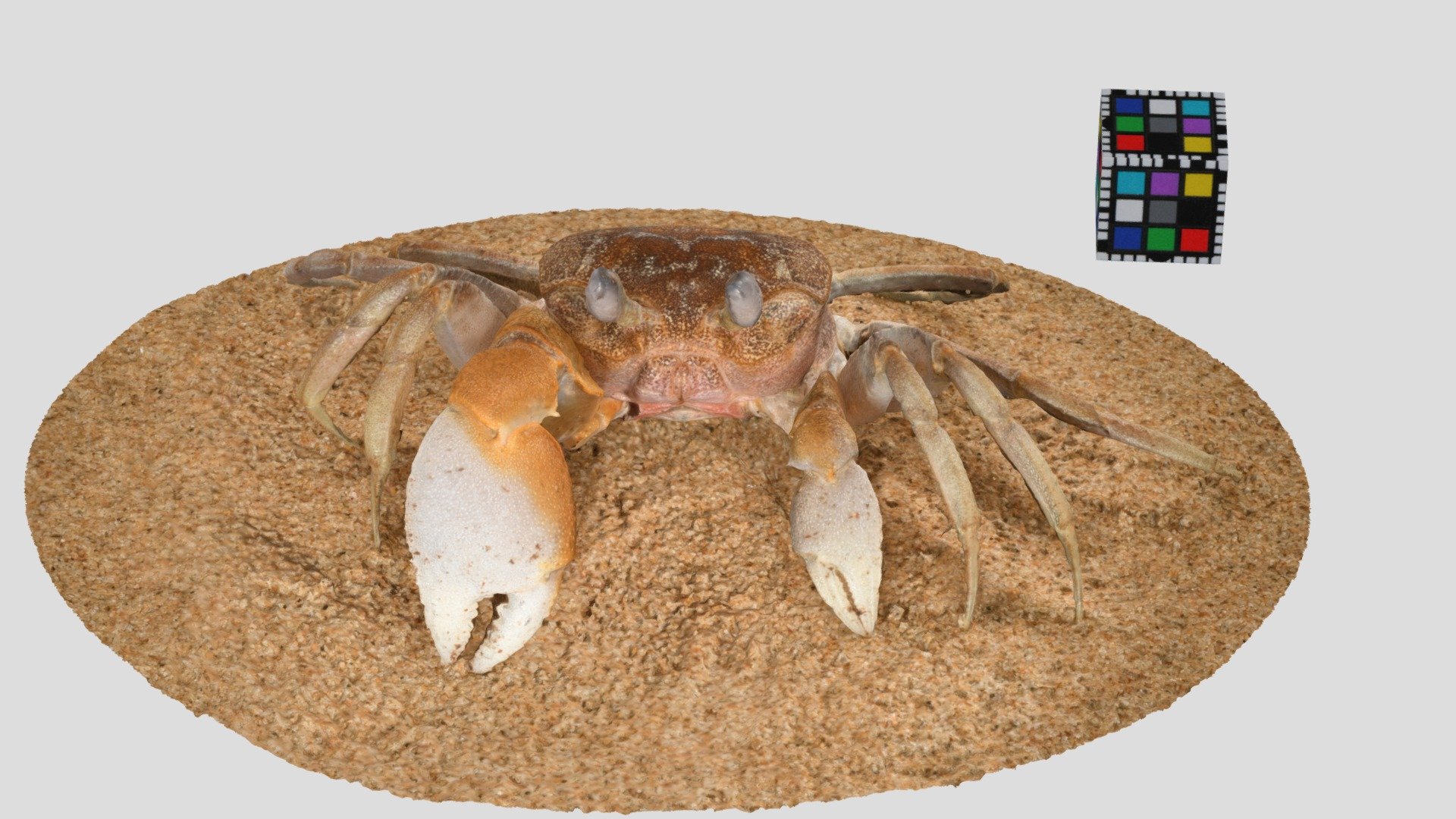 ミナミスナガニ Ghost crabs, Ocypode cordimanus