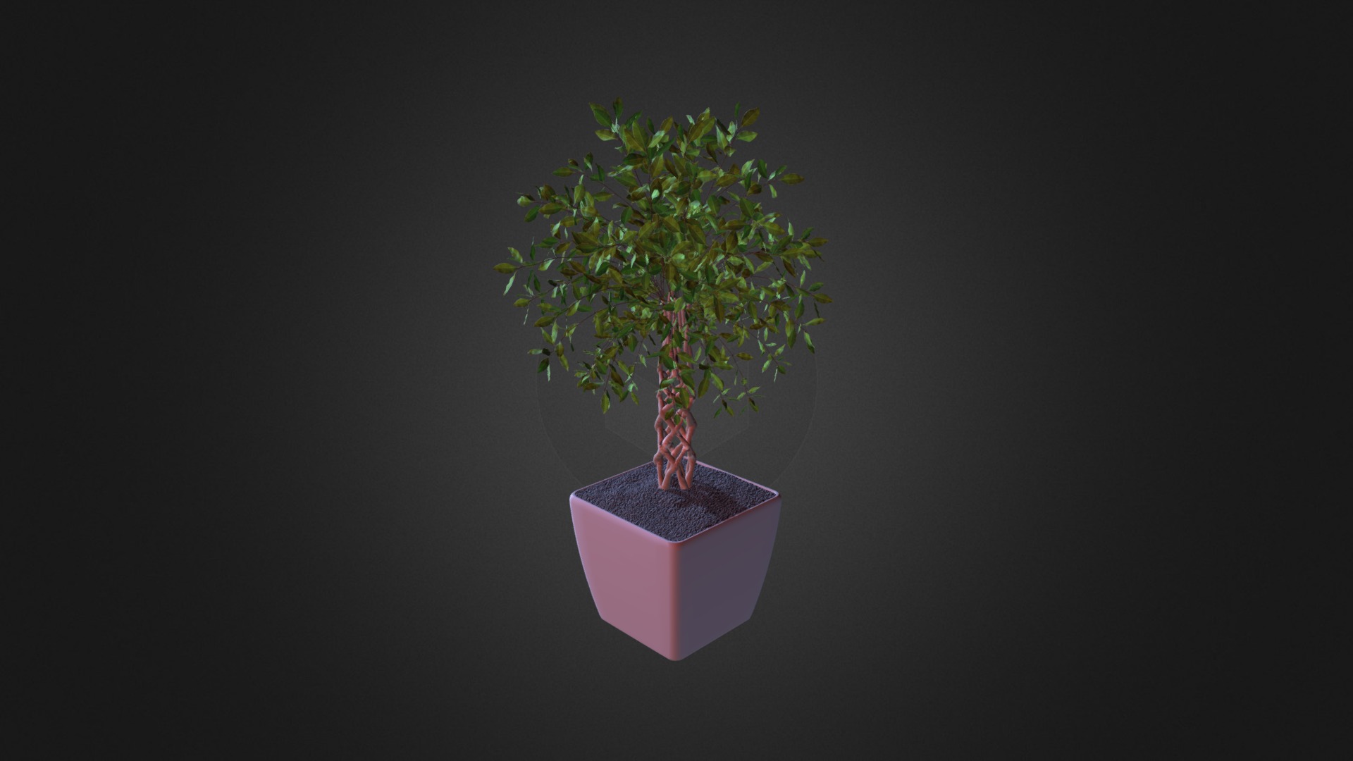 3D model Convexshapes Potted Plant 13 - This is a 3D model of the Convexshapes Potted Plant 13. The 3D model is about a small tree on a purple box.