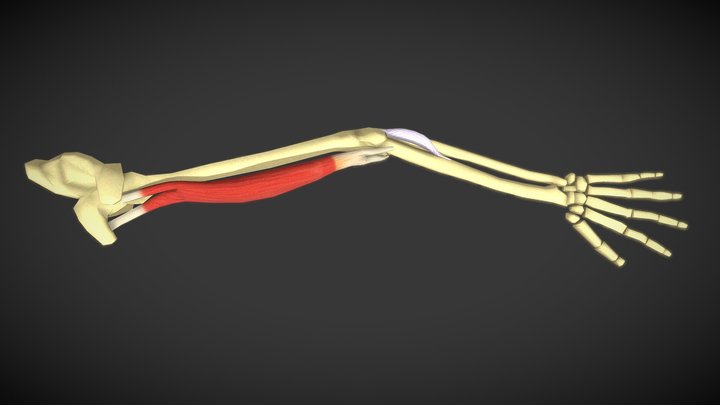 Tendond And Ligaments 3D Model