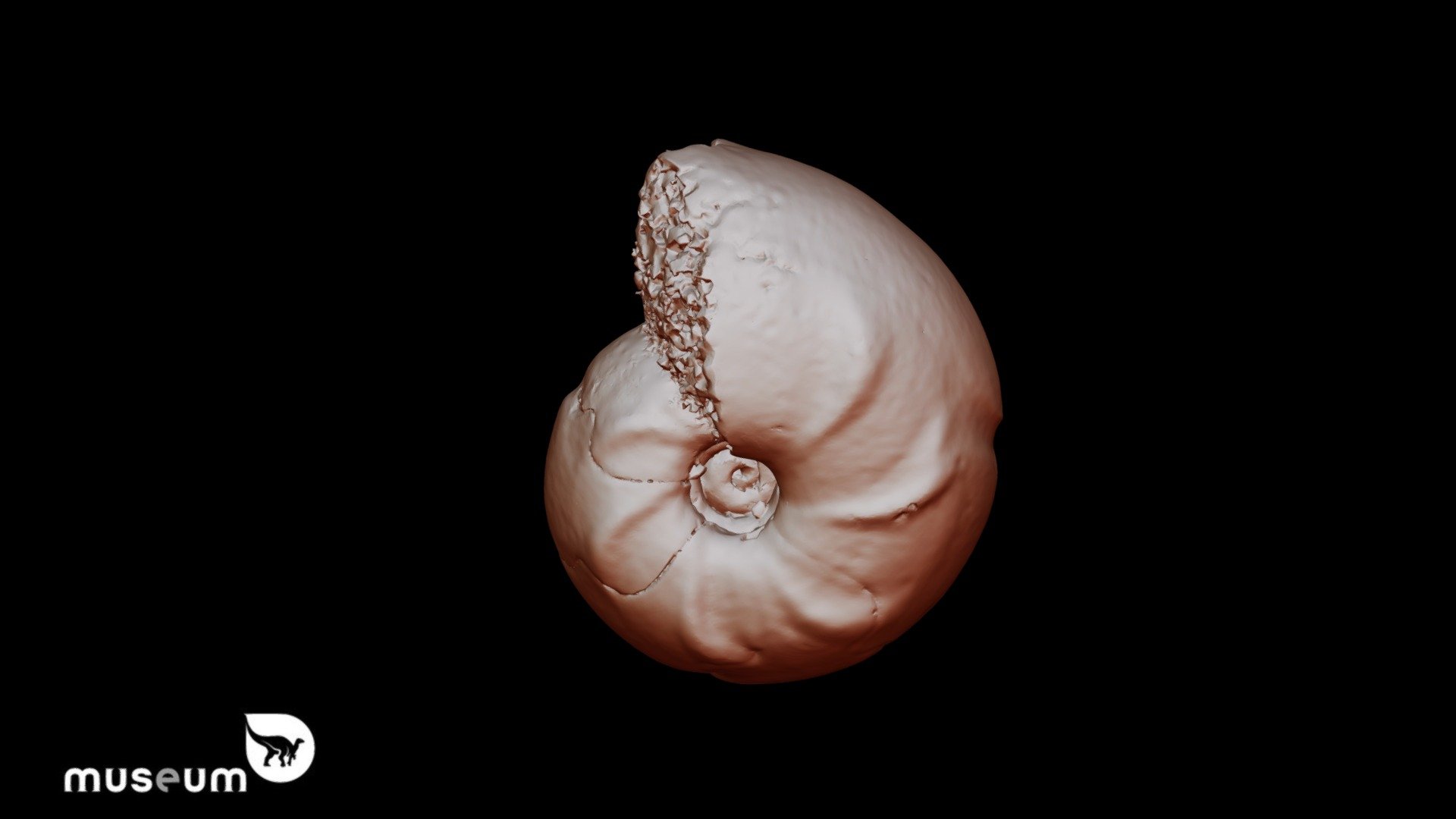 BE-RBINS Tornoceras belgicum Matern, 1931 — Sketchfab embed 3D viewer