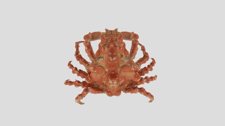 Pisa chiragra 3D Model