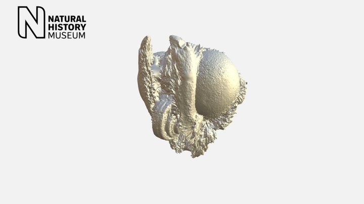 Butterfly Head – Kostenloses 3D-Modell STL