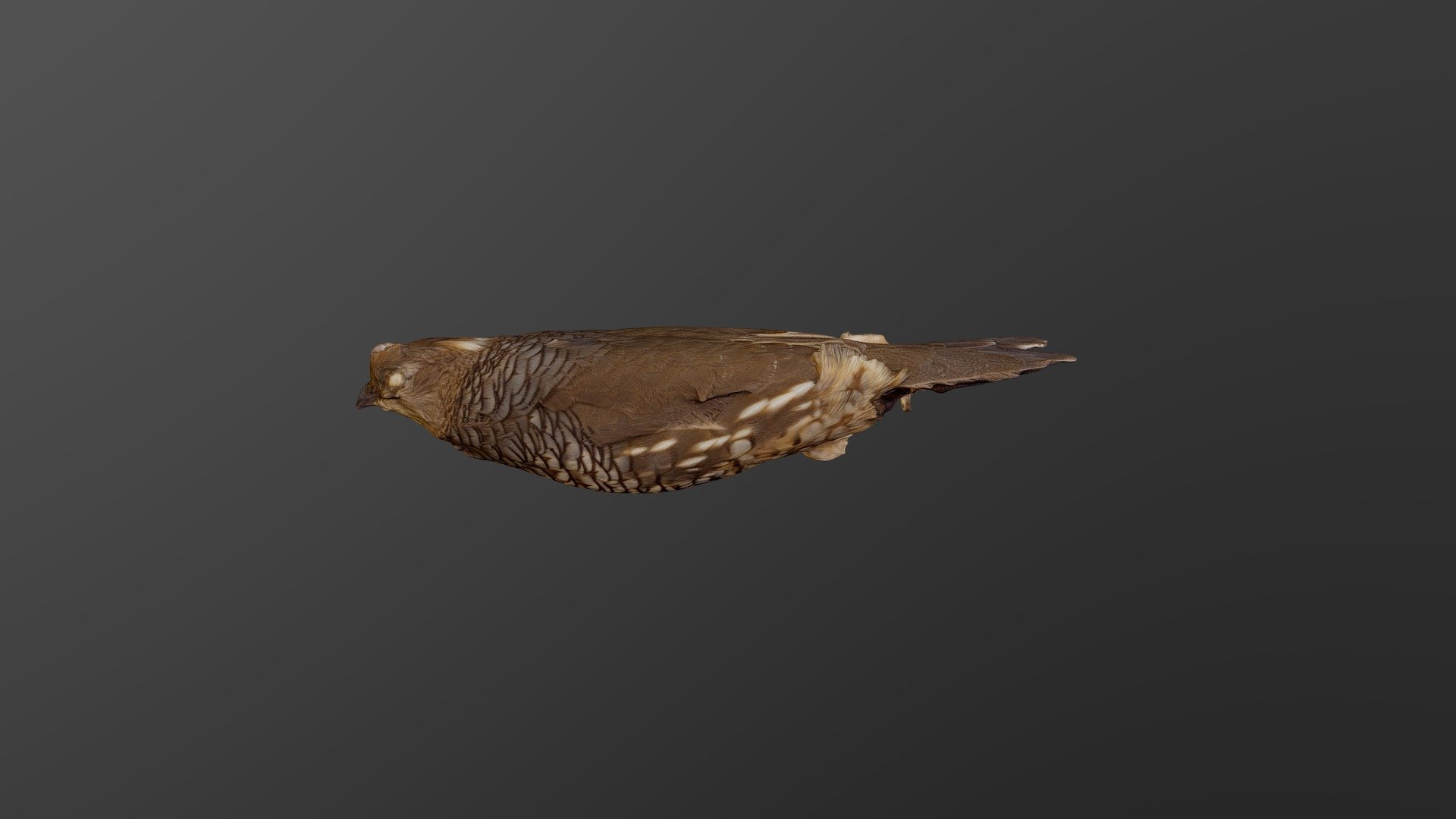 Scaled Quail - Callipepla squamata