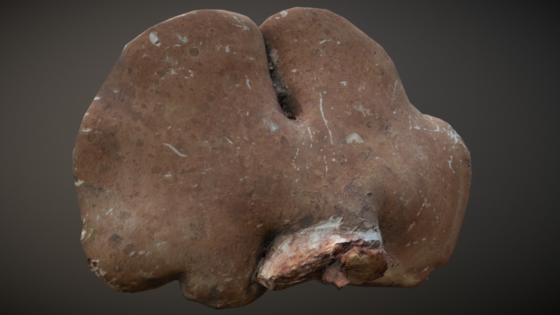 Birch Polypore Fungus - Fomitopsis betulina