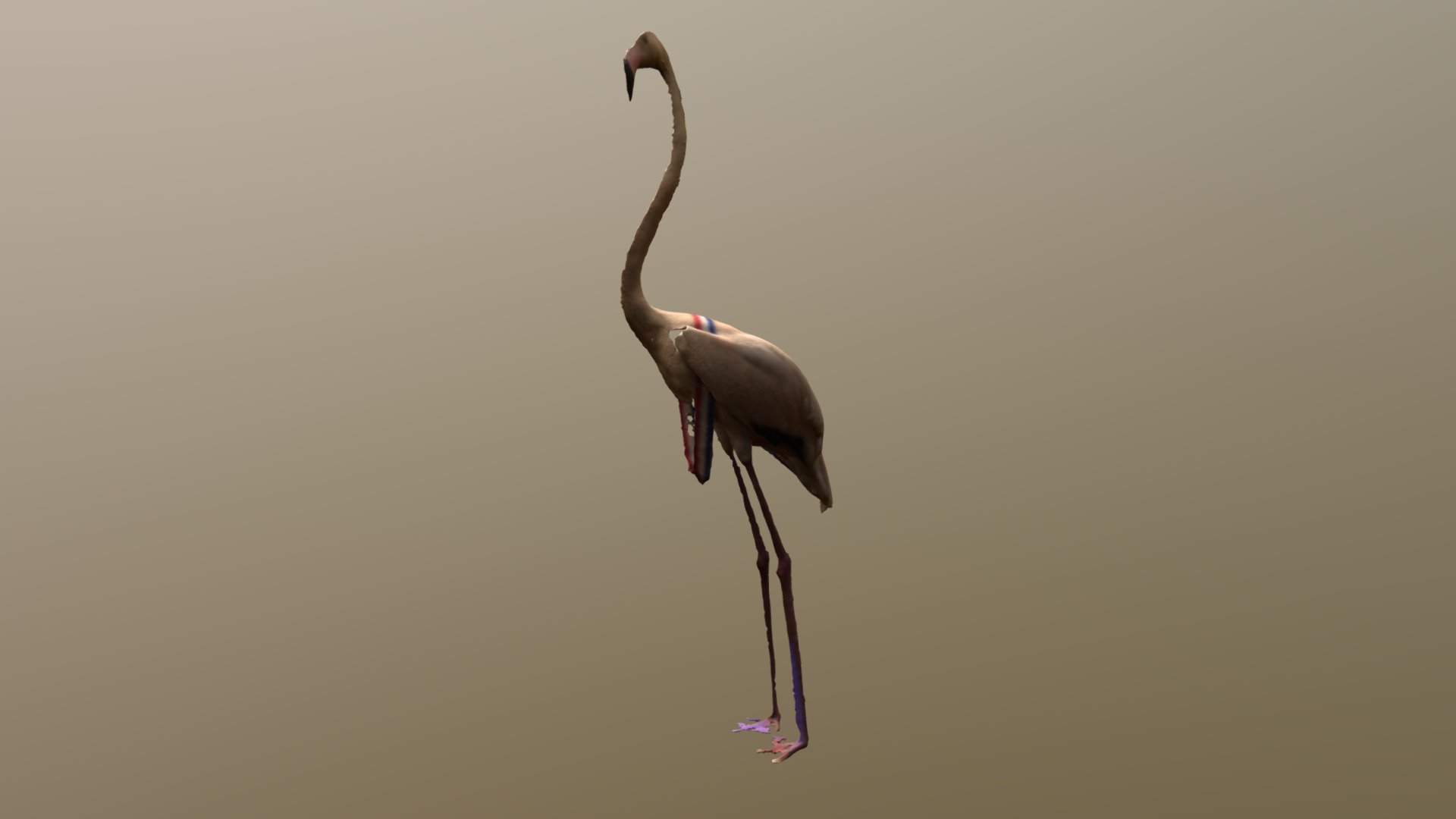 Flamingo 1