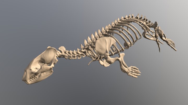 Monk Seal (Monachus monachus) Skeleton 3D Model