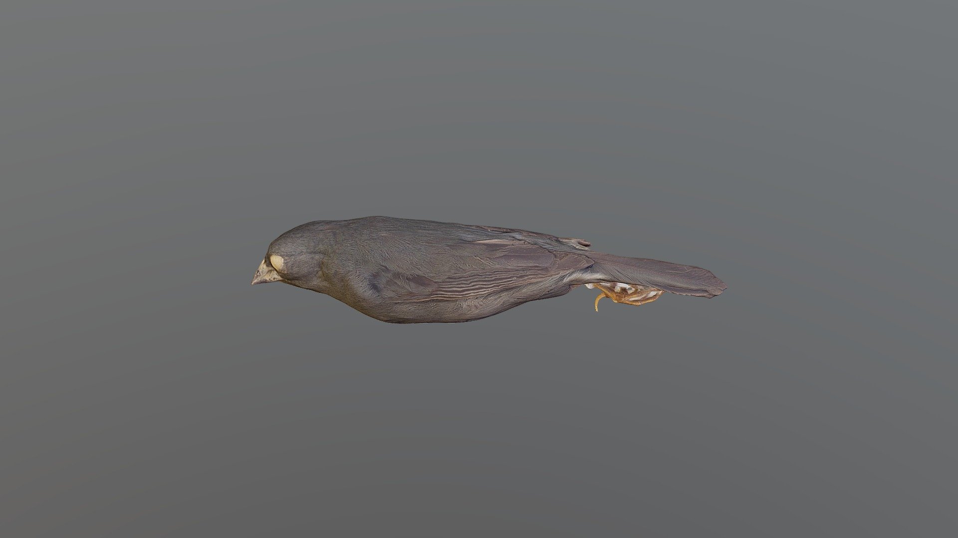 Uniform Finch - Haplospiza unicolor