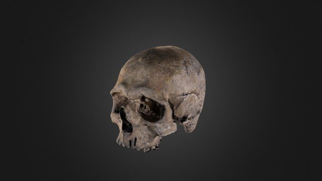 Anglo-Saxon Skull 3D Model