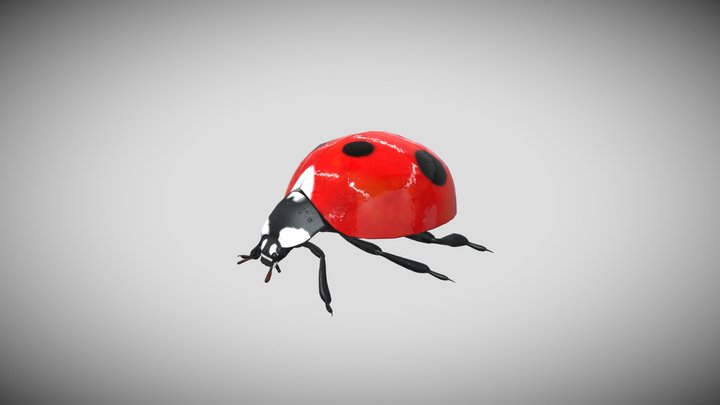 Ladybug 3d Models Sketchfab