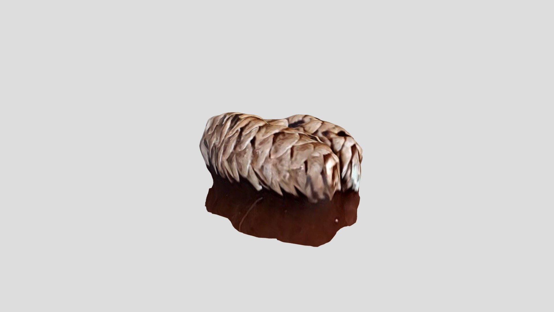 tiny pine cone