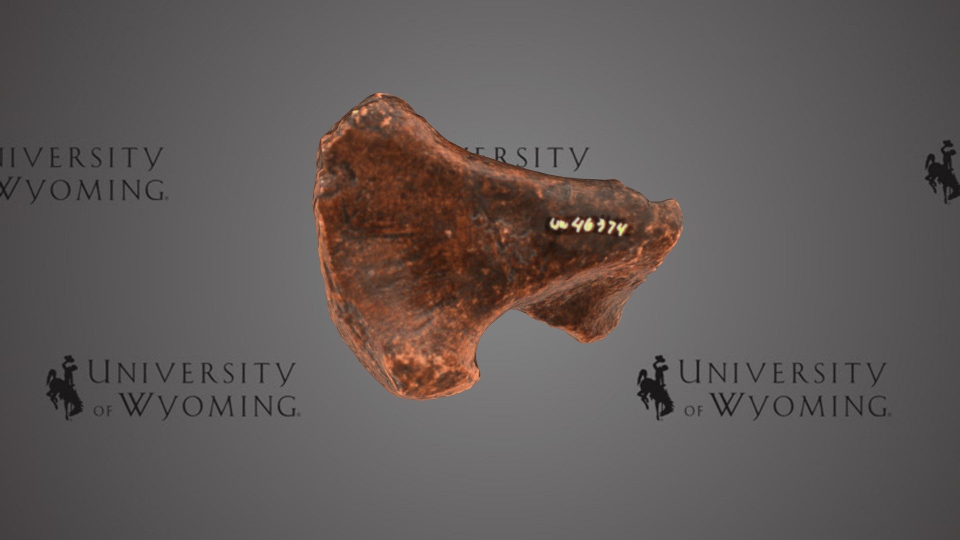 UW 46974 D - Apatosaurus parvus, Limb