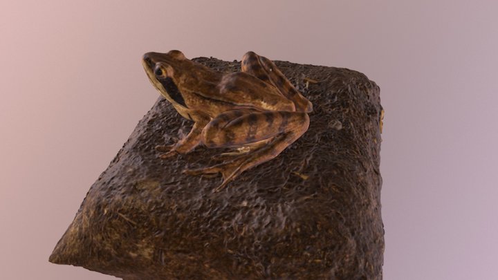 Горска дългокрака жаба (Rana dalmatina) 3D Model