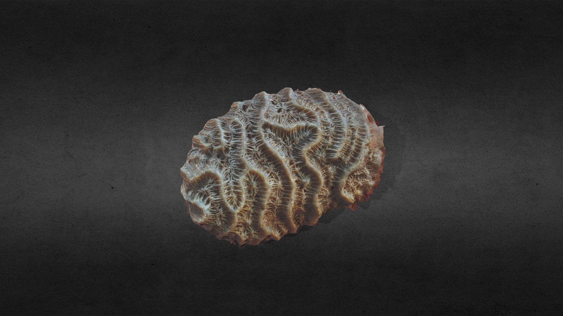 Scleractinian Coral