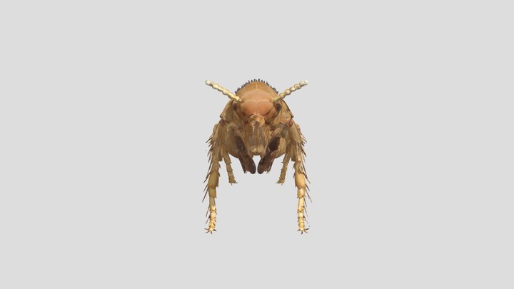 Flea Anatomy Pulga Puça 3D Model