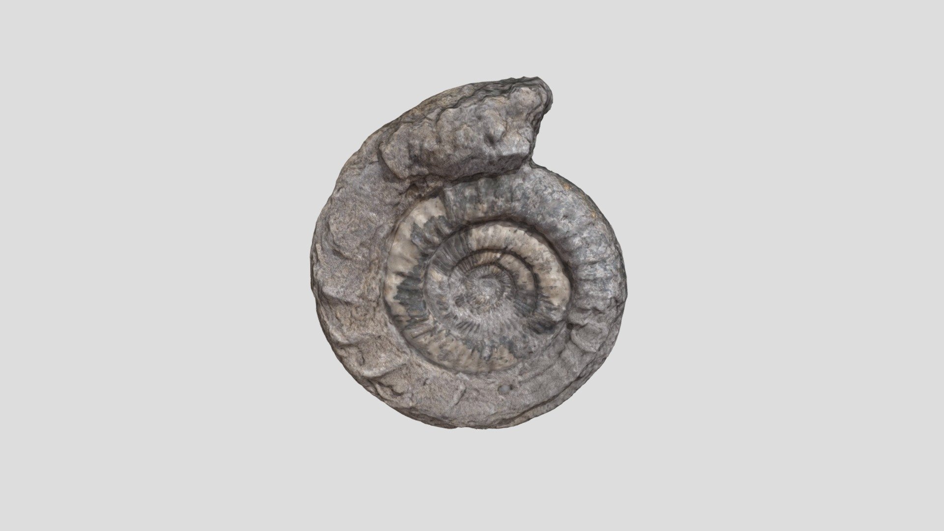 Ammonite