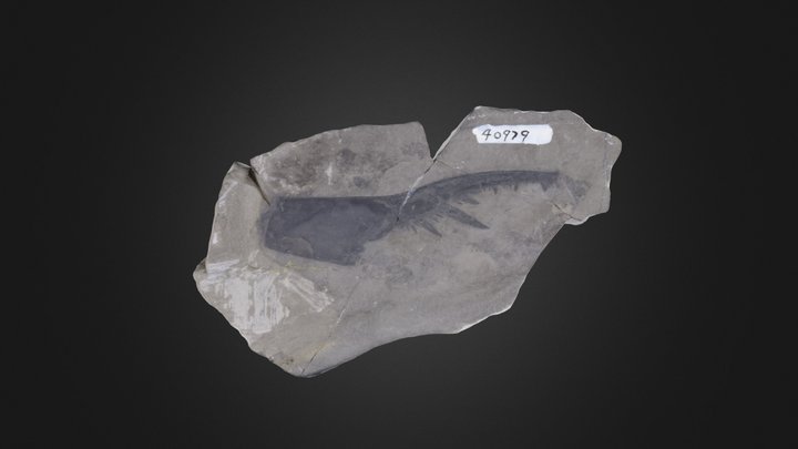 Eurypterid: Pterygotus sp. (PRI 50322)