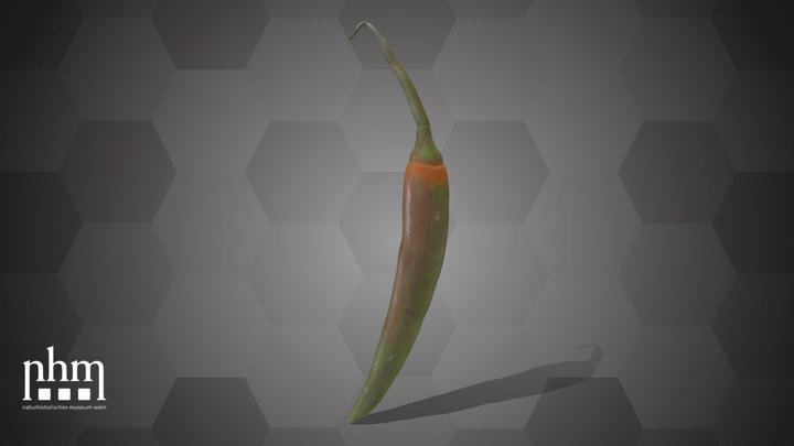 Chili Pepper (NHMW-AFW-DING-0046-072) – Modello 3D gratuito STL