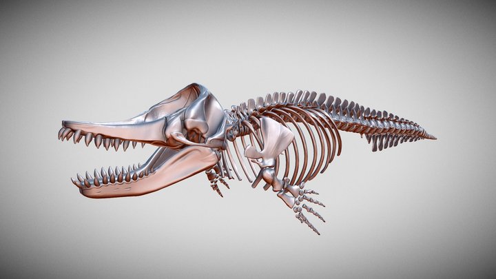 Livyatan melvillei skeleton 3D Model