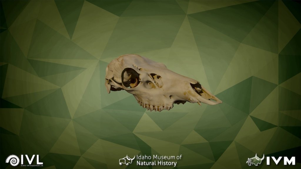 IMNH R-749 Elk Cranium