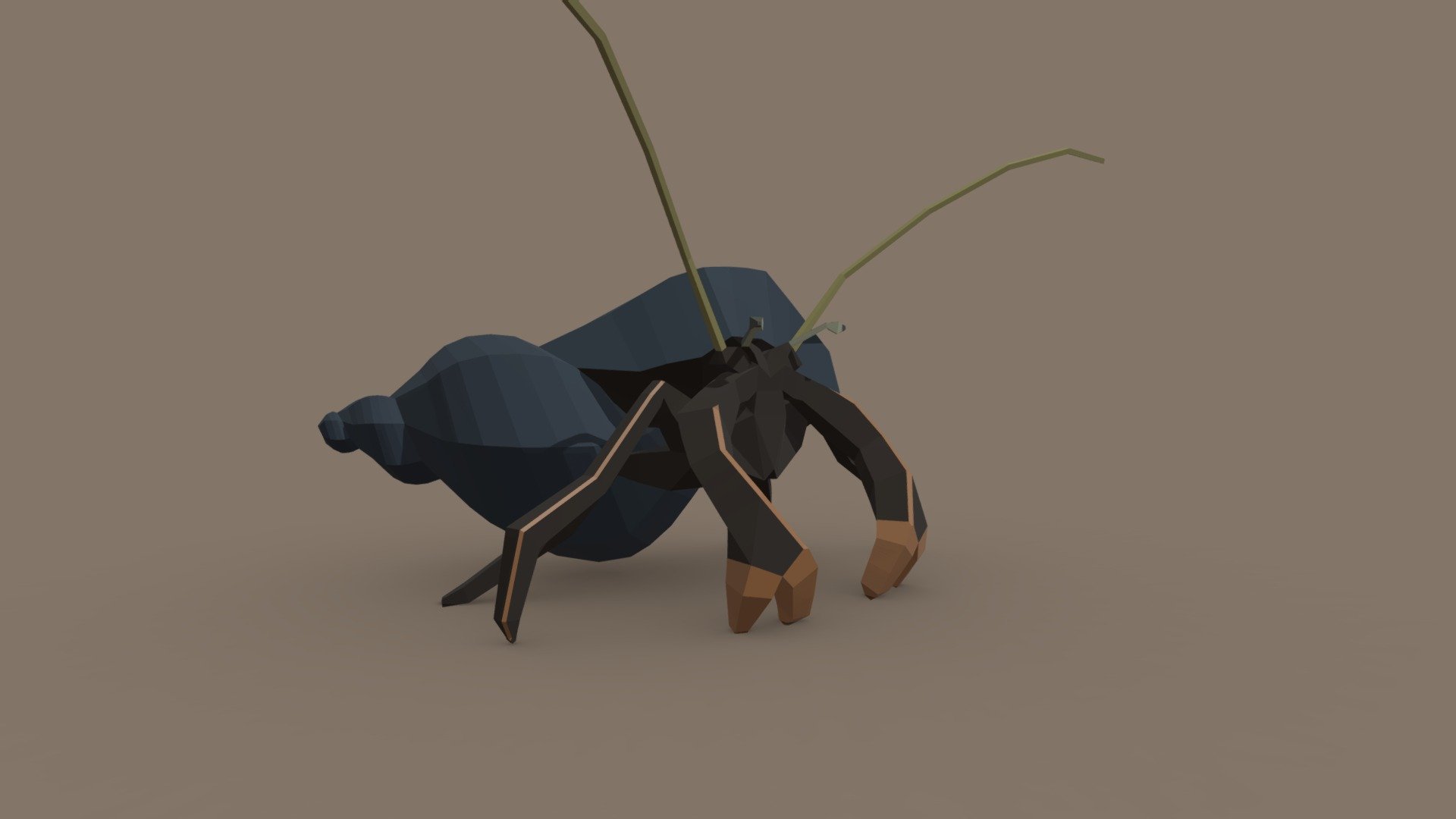 Hermit crab